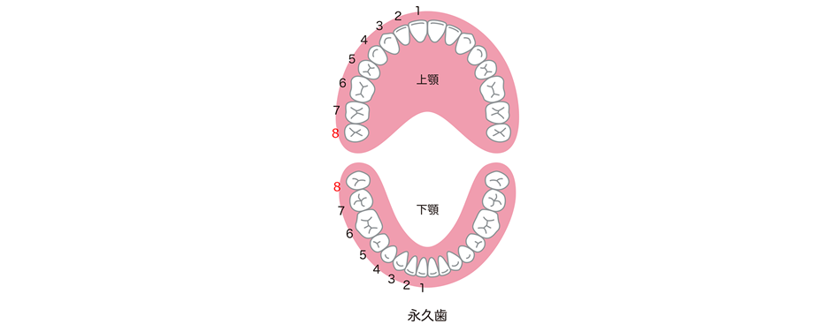 入れ歯（義歯）について